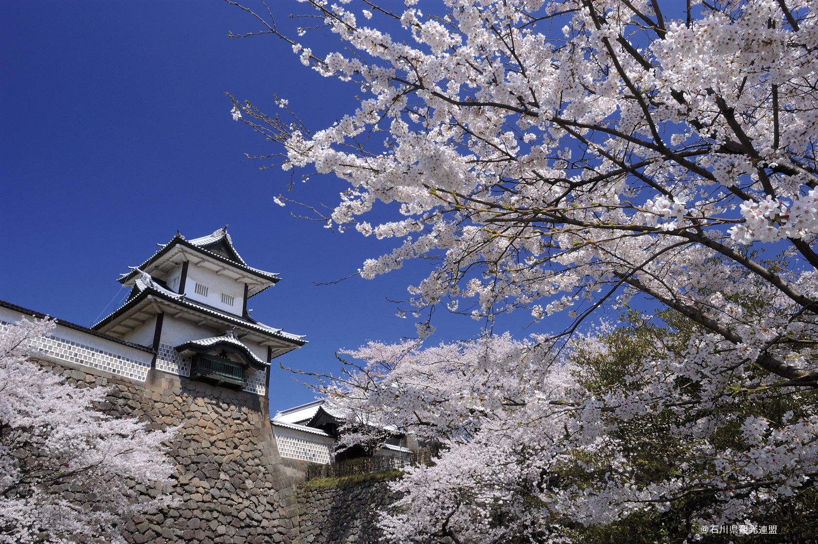 3月27日は さくらの日 桜の開花に合わせて 兼六園 の無料開園もスタート 金沢の観光スポット イベント案内 金沢日和