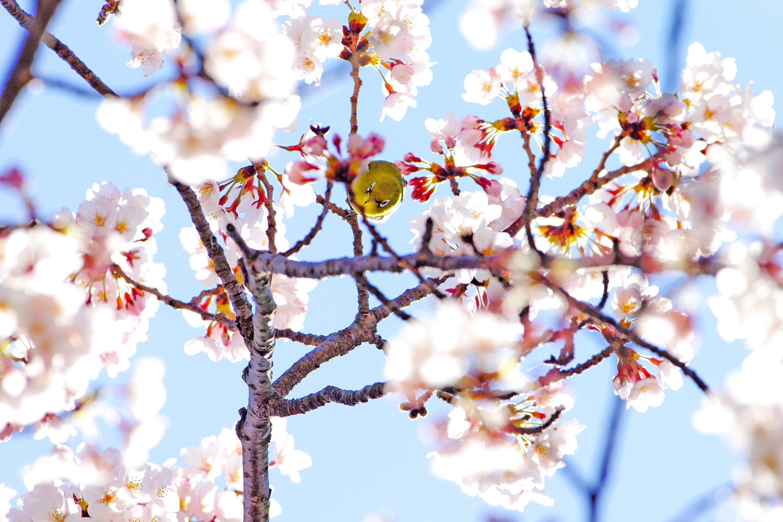 【いしかわ絶景図鑑｜石川県・能登町】桜とメジロ